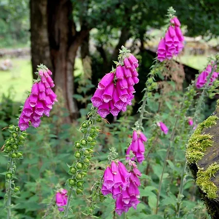 بيت للعطل Corriebrack Hollywood (Wicklow)