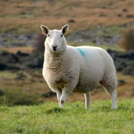 Corriebrack