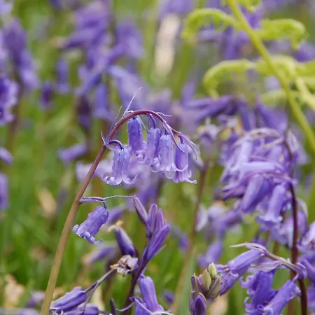 Corriebrack بيت للعطل