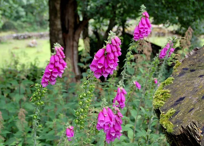 度假居 Corriebrack Hollywood (Wicklow)