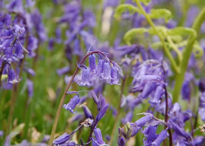 Corriebrack 度假居