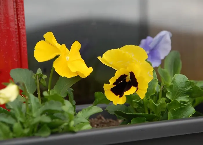 度假居 Corriebrack